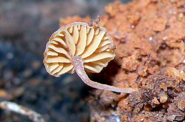 Una strana Galerina  lillipuziana